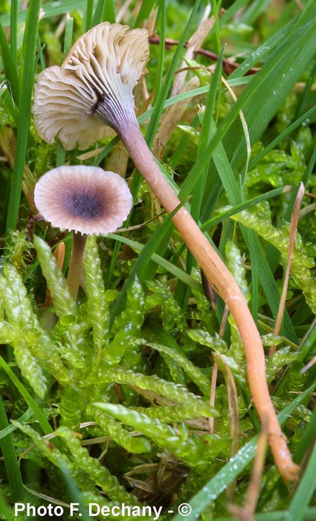 Rickenella swartzii